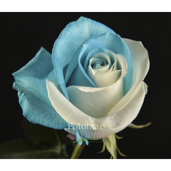 Ocean Wave Tinted Rose Blue & White 60cm - Potomac Floral